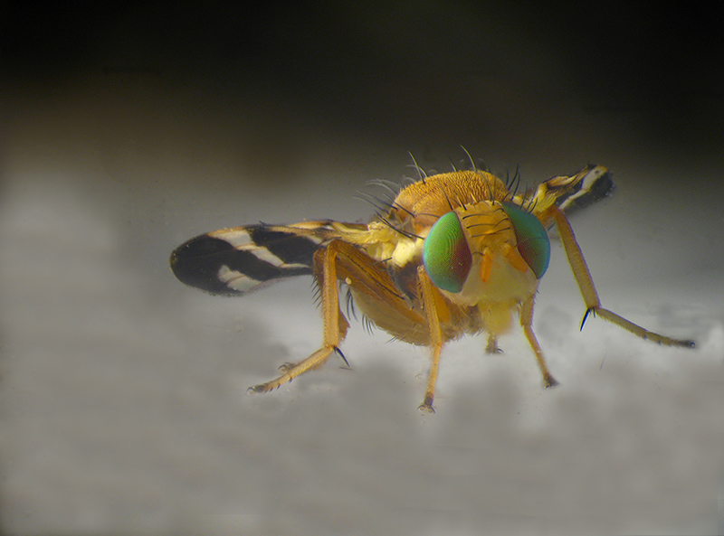 Tephritidae sp.